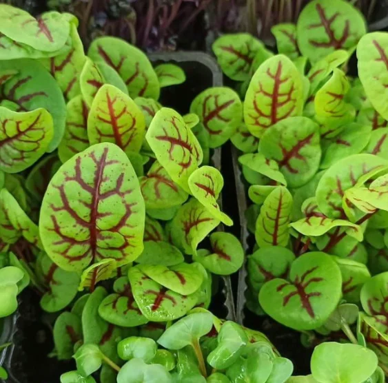 Листья щавеля, 25 шт.